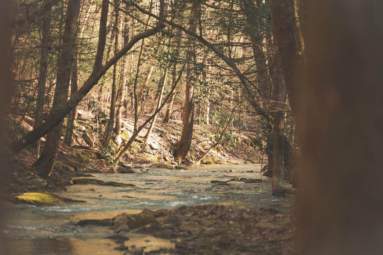 12733 Jones Gap Road - Photo 1