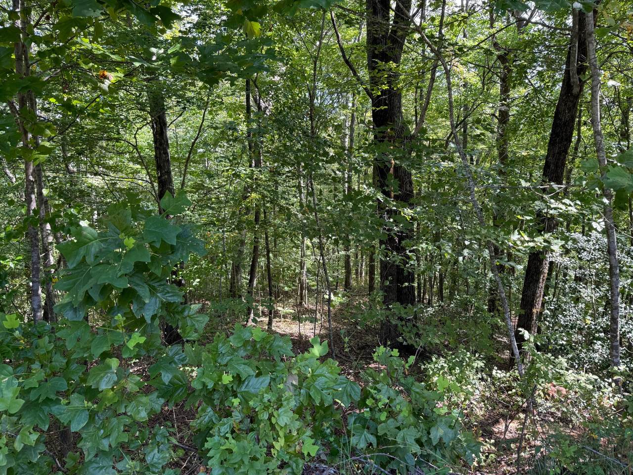 https://bt-photos.global.ssl.fastly.net/chattanooga/1280_boomver_1_1530515-2.jpg