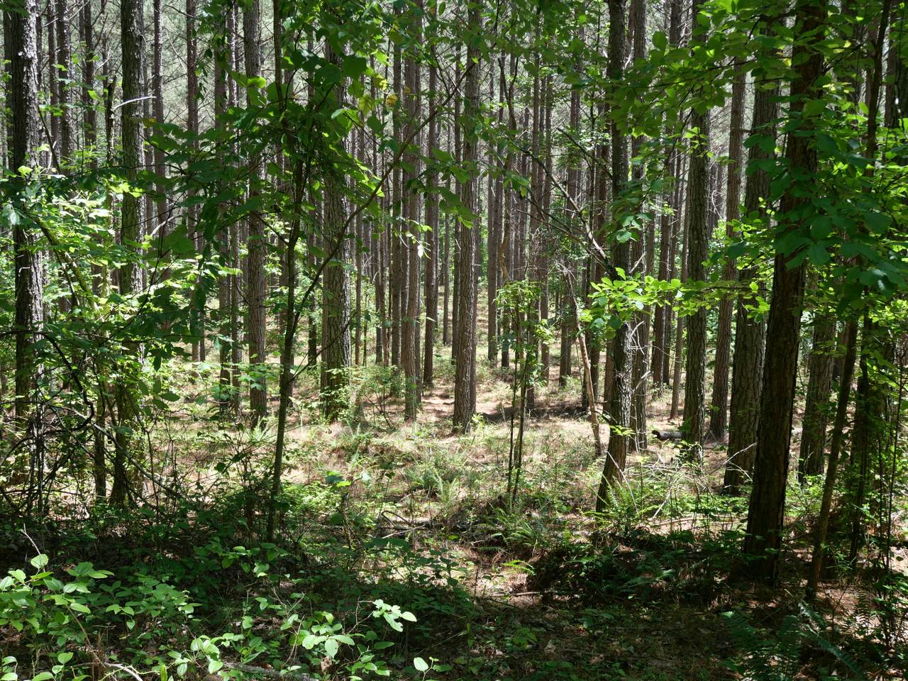https://bt-photos.global.ssl.fastly.net/chattanooga/1280_boomver_1_1536472-2.jpg