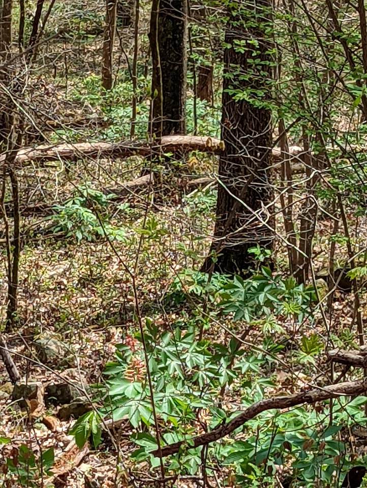 0000 Fredonia Rd - Photo 1