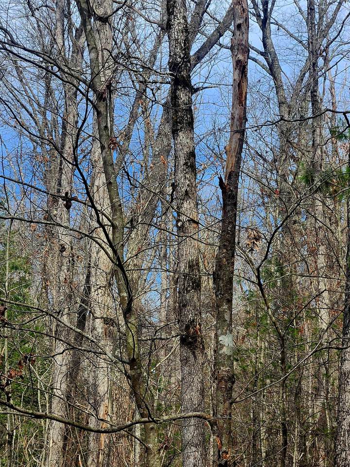 https://bt-photos.global.ssl.fastly.net/chattanooga/1280_boomver_2_1507486-2.jpg