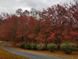 919 John Burch Road - Photo 41
