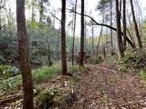 40 Acres Ivy Trail - Photo 16