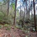 40 Acres Ivy Trail - Photo 18