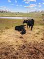 5 Little Drive - Photo 48