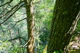 0-Lot 15 Hemlock Bluff Way - Photo 7