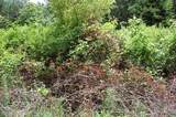 36 Stone Creek Trail - Photo 11