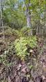 0-Lot 3 Owl Hollow Road - Photo 21