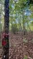 0-Lot 5 Owl Hollow Road - Photo 3
