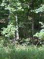 0-296 Roaring Creek Road - Photo 2