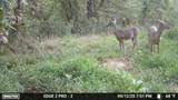 1527 Glass Mill Road - Photo 34
