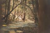 12733 Jones Gap Road - Photo 1
