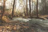 12733 Jones Gap Road - Photo 10
