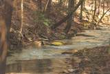 12733 Jones Gap Road - Photo 12