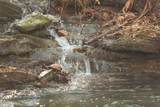 12733 Jones Gap Road - Photo 14