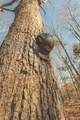 12733 Jones Gap Road - Photo 21