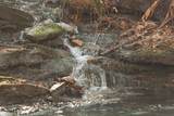 12733 Jones Gap Road - Photo 42