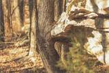 12733 Jones Gap Road - Photo 44