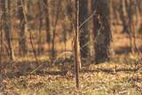 12733 Jones Gap Road - Photo 46