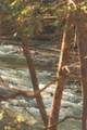 12733 Jones Gap Road - Photo 67