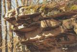 12733 Jones Gap Road - Photo 70