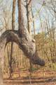 12733 Jones Gap Road - Photo 80