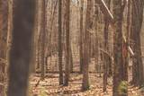 12733 Jones Gap Road - Photo 83