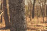 12733 Jones Gap Road - Photo 84
