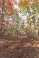 1047 Nelson Harrison Road - Photo 13