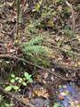 0 Hwy 411 - Photo 13