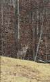 1800 Pittsburg Mountain Road - Photo 48