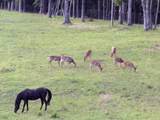 0 Barker Camp Road - Photo 8