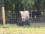 160 County Road 968 - Photo 8