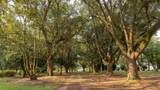 6604 Pine Island Road - Photo 48