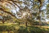 9700 Old Magnolia Road - Photo 12