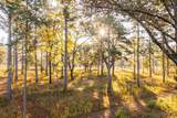 9700 Old Magnolia Road - Photo 86