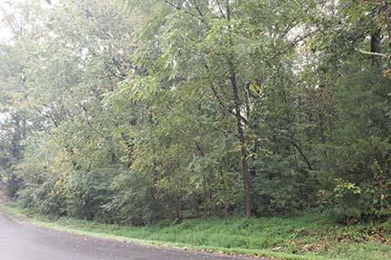 Lot 60 Lewis Lane Rd - Photo 1