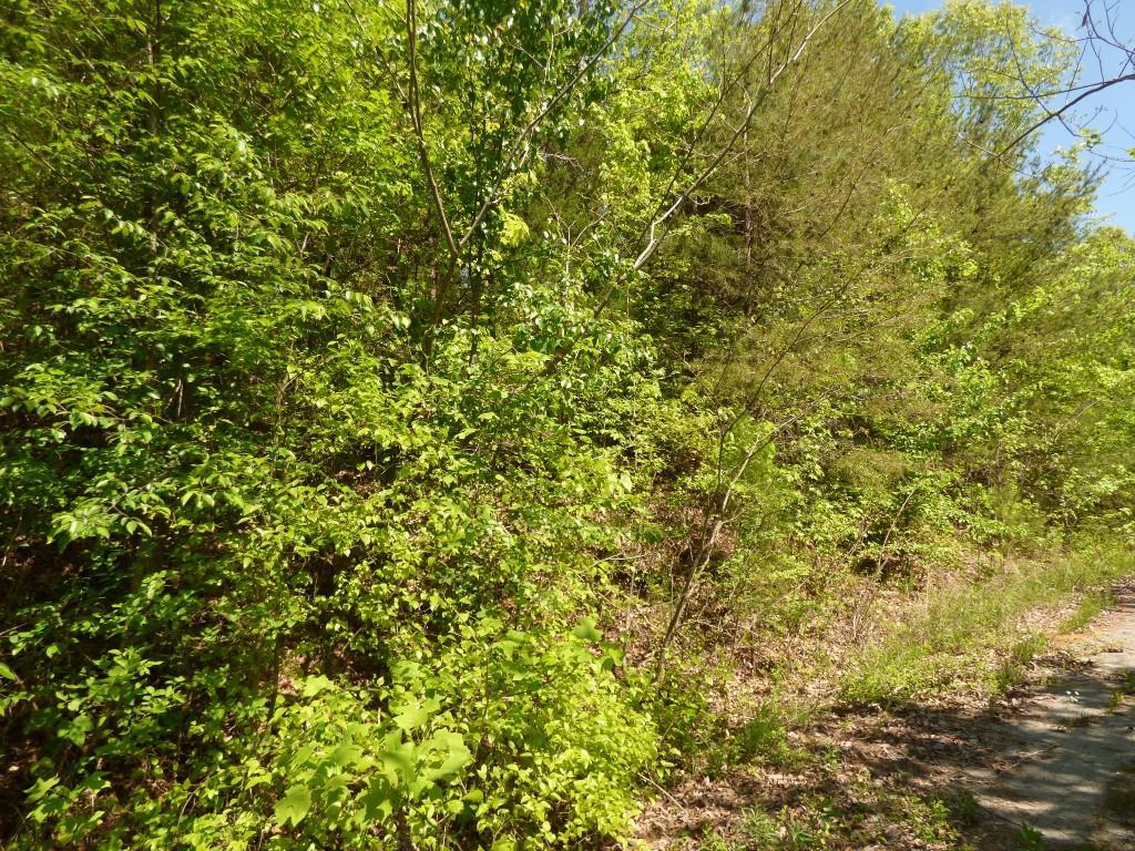 Lot 17 Chestnut St - Photo 1