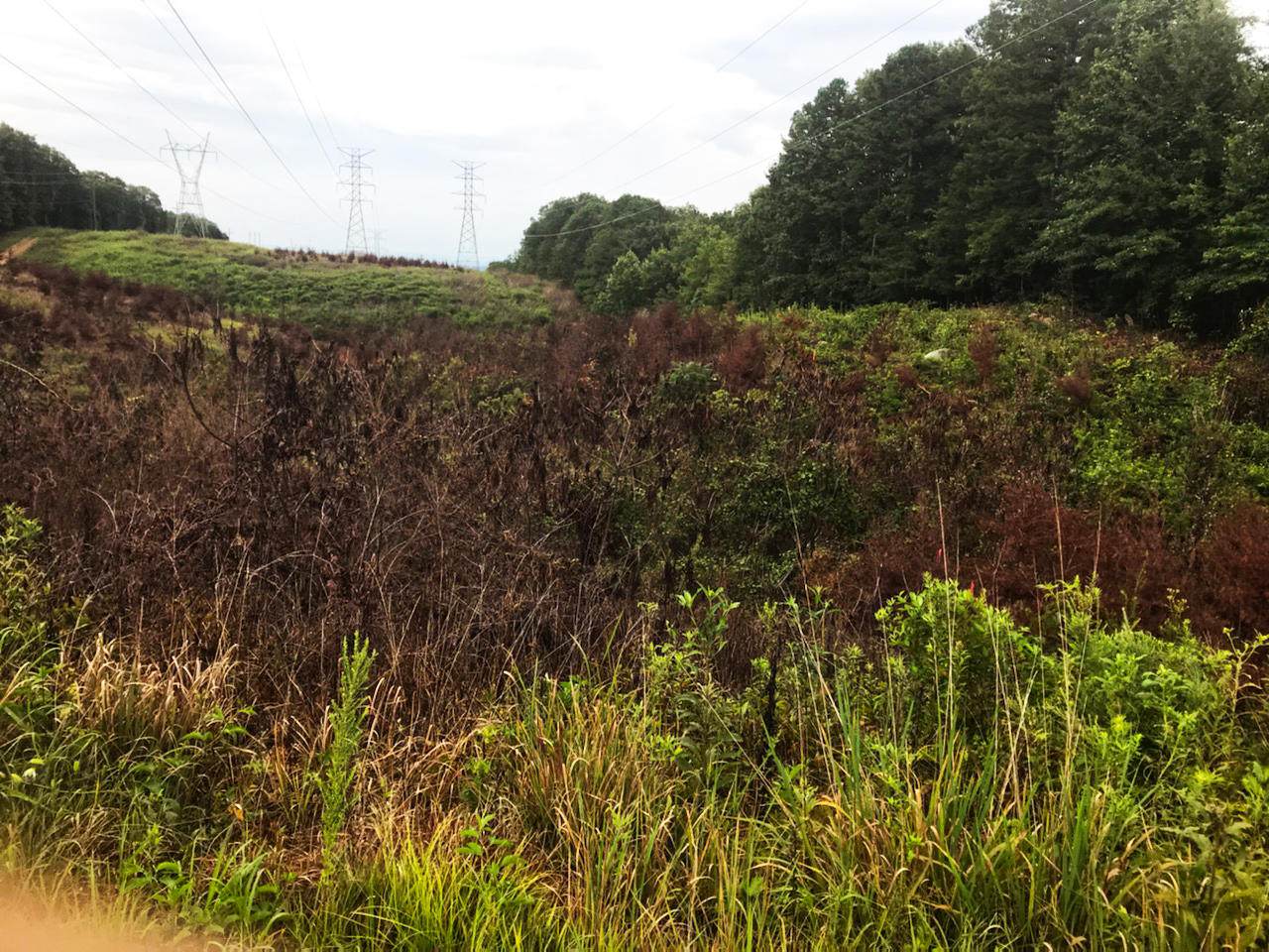 0 Lula Lake Rd - Photo 1