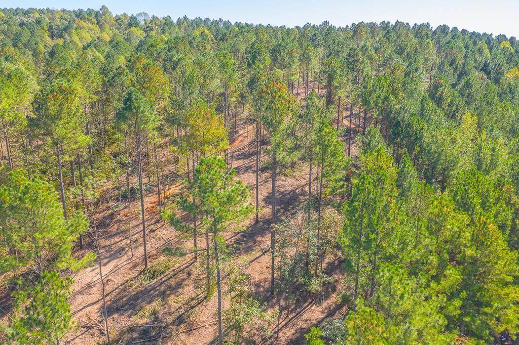 Lot 39 Crow Road - Photo 1