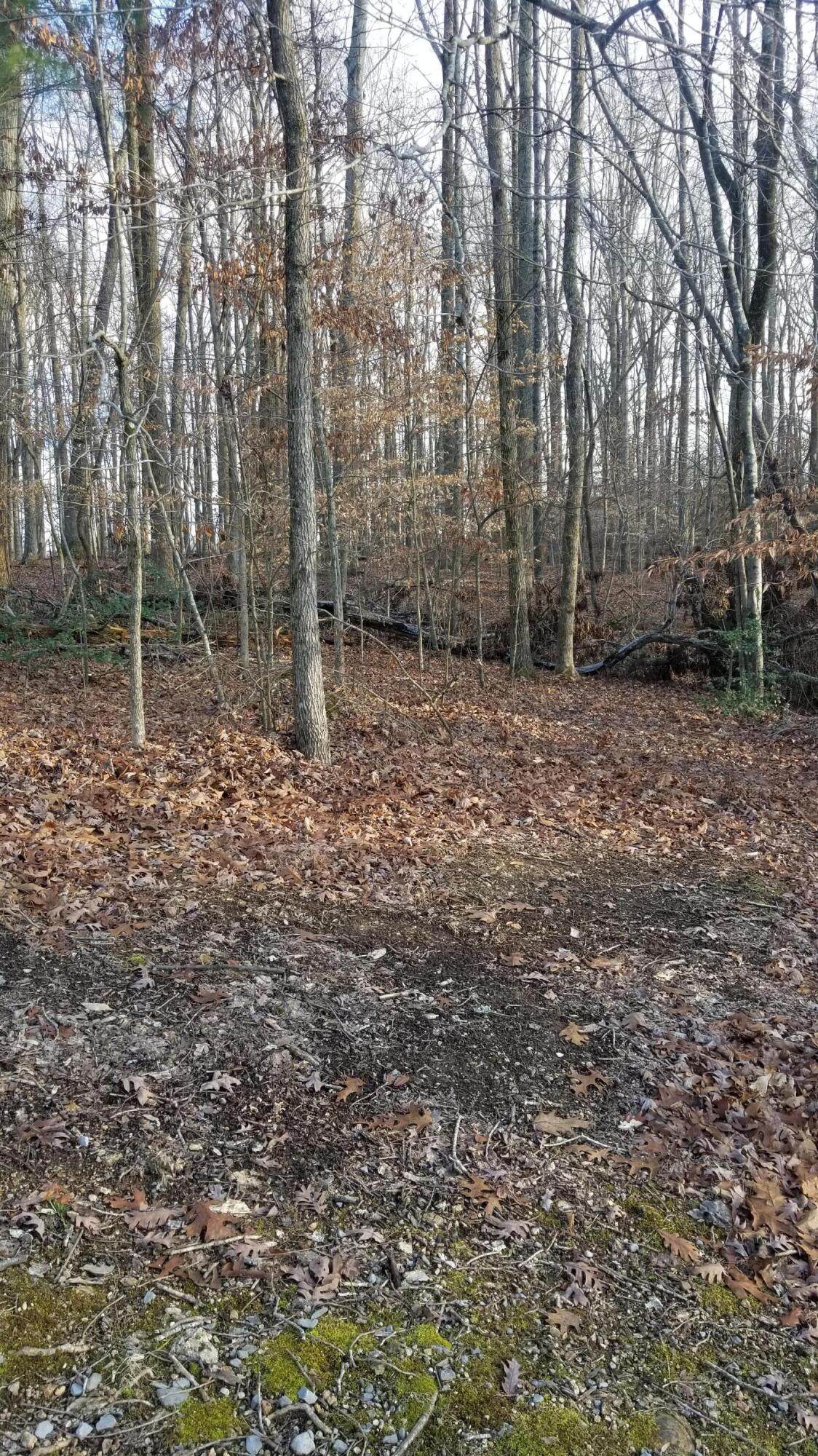 Lot 31 Dogwood Dr - Photo 1