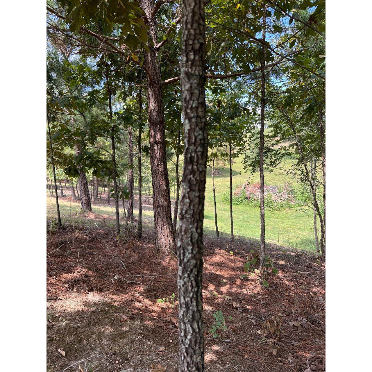 16653 Star Circle - Photo 1