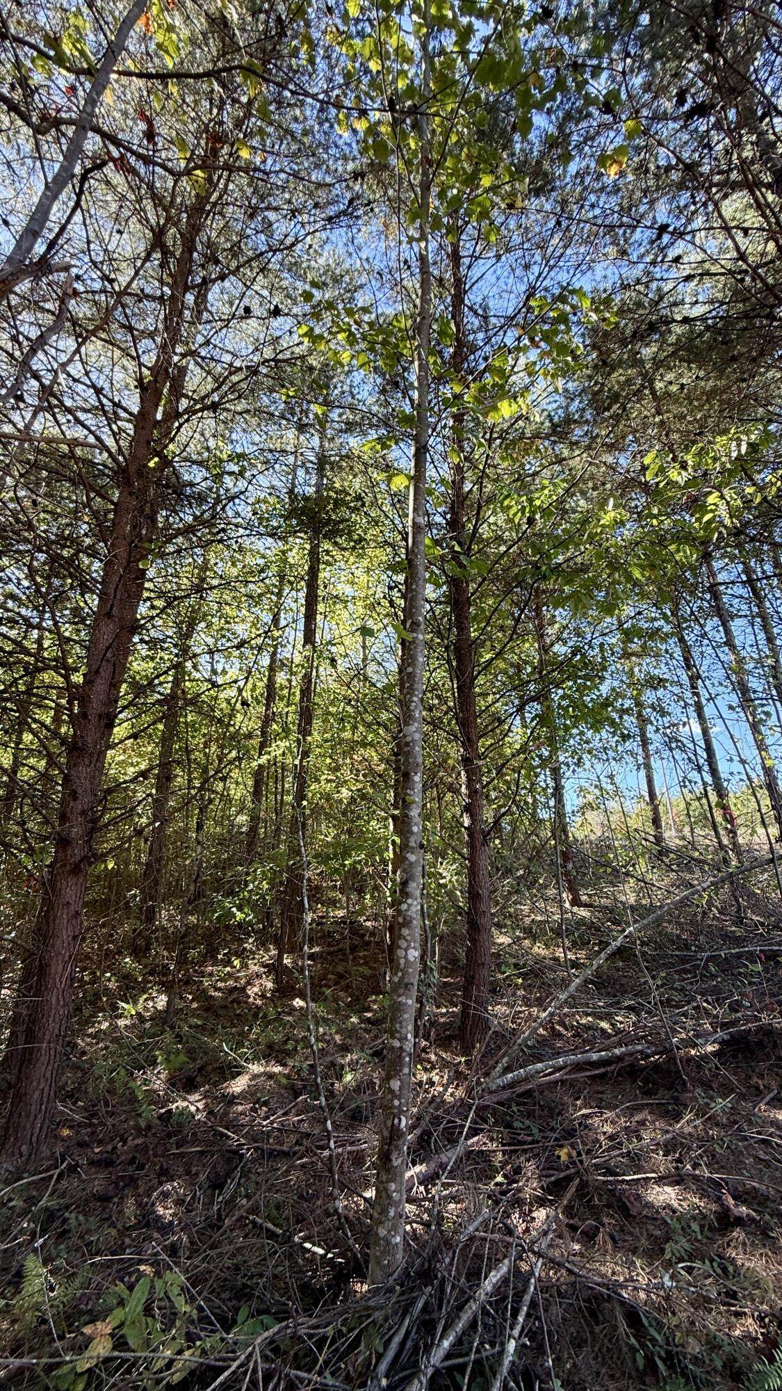 00-Lot 10 Owl Hollow Road - Photo 1