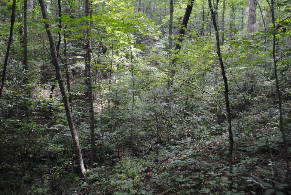 https://bt-photos.global.ssl.fastly.net/chattanooga/orig_boomver_1_1540005-2.jpg