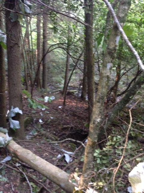 51 Vince Tate Ln - Photo 1