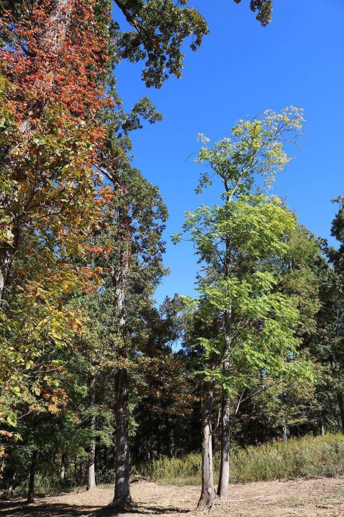 https://bt-photos.global.ssl.fastly.net/chattanooga/orig_boomver_2_1360016-2.jpg
