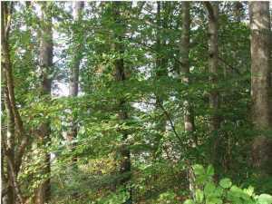 9921 Frost Ridge Dr - Photo 1