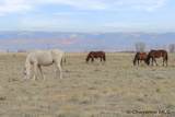 347 Wild Horse Ranch - Photo 21