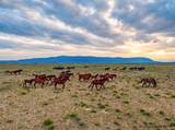 TR 206A Wild Horse Ranch - Photo 25