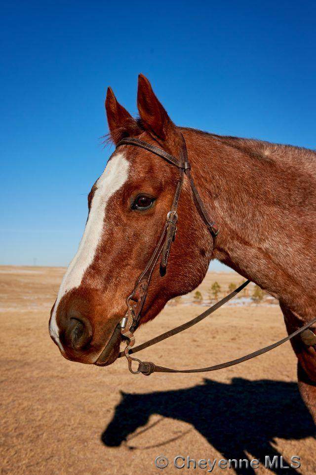 TR3 Pony Ct - Photo 1